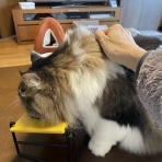 お昼寝だより〜ラガマフィンなぎと私＋テン