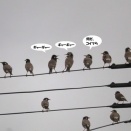 気の毒なムクドリ