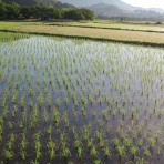 大和路ぶらぶら