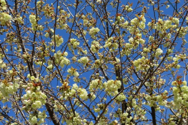 私の散歩道 ウコン桜