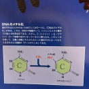 知りたい！遺伝のしくみ
