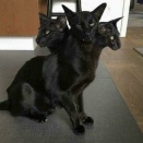 ほとんどの猫が地球上から来たものではないことを証明する写真