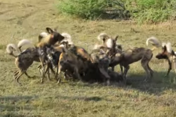 閲覧注意 これは酷い いや凄い アフリカ犬の集団に襲われるイボイノシシ 生物ちゃんねる