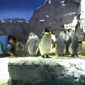 飼育員とペンギンの交流