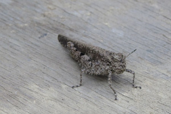 好奇心いっぱいこころ旅 バッタ カマキリのなかまたち