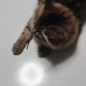 ワイの猫可愛い