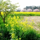 飯能市の花*2026年3月末チャリ散歩＃3