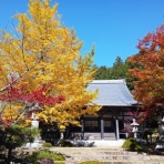 ボルゾイな生活