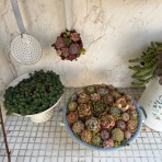 のばらのガーデニングブログ　Hana and Rose Garden+