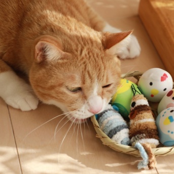 猫らはかごがお好き？