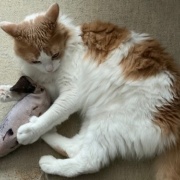 7年前に買ったおもちゃで遊ぶ2歳の猫