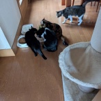 urushizutoぐみ と