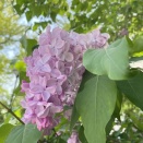 リラの花咲く頃