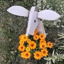 ジニアとクレマチスと冬越し準備