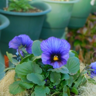 ブルーガーデンと花育て