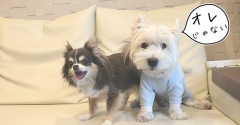 オレは、無実です