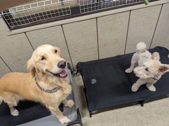 ティファニーとジョーにコットを有り難うございました🙏🐶💓