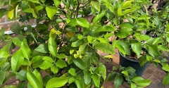 夏の旅行も安心！レモンの木のために、もっと早く知りたかった「水やりの救世主」