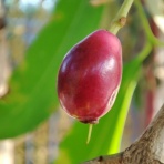 カンボジア　～バッタンバンの風～