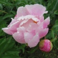 雨上がりの芍薬
