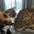 ベネジャミキャルの猫団子