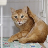 『猫はなかなか里親が決まりません』の画像