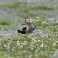 栃木県某所で、初見鳥！！！あのバズってる野鳥みれた！