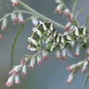 ハイイロセダカモクメ幼虫 ②　４齢幼虫？
