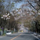 『KAMLAN50mmF1.1による春の風景～散りかけの桜　2020/04/28』の画像