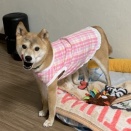 犬服の断捨離は難しい