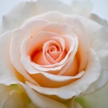 『後悔するだろうか』の画像