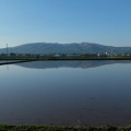 代搔き田に姿映して