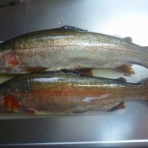 鮎釣りおじさん