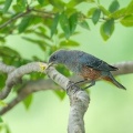 2026年9月3日の野鳥公園