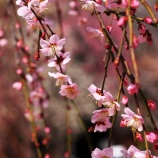 『2026.2『半田山植物園の梅』➁ / 岡山市北区法界院』の画像