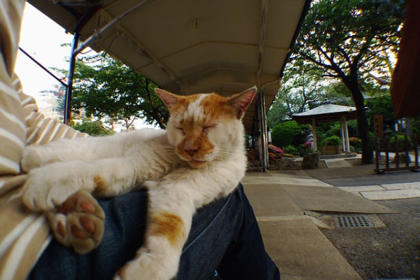 青空と陽だまり 猫の声が聞こえる