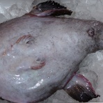 復興支援！鮮魚 通販　お取り寄せ 【後藤丸】 通販ショッピング！