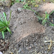 ������ʢ��Ω��