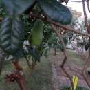 フェイジョアの実