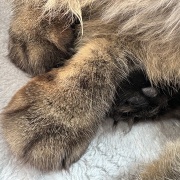 片目が隠れていれば全身隠れられている判定