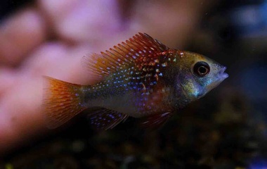 『9月19日(金)熱帯魚入荷情報🐟』の画像