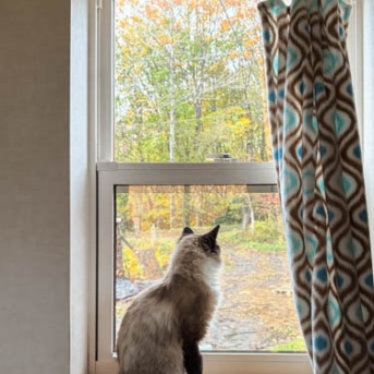 紅葉狩り