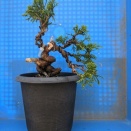 真柏を植え替えてみた