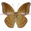 ゴッダルティヒメイナズマ♂ (ボルネオ) Cynitia godartii vacillaria