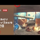  鶏のいる風景　 2026 /06/06