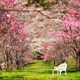『2025.4『羅生門さくら公園🌸❶』/ 岡山県新見市』の画像