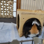 早乙女チャンネル２