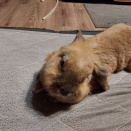 ラビたん斜頸と眼振で不調