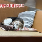 ガオだらけな日々　