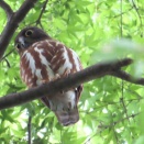 2026金龍寺のアオバズクを撮る7🦉📸（太田市）